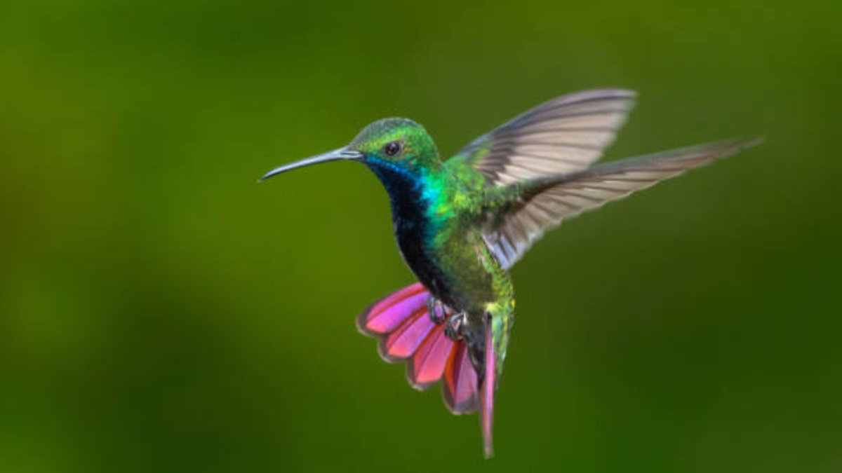 El increíble significado de que un colibrí entre a tu casa