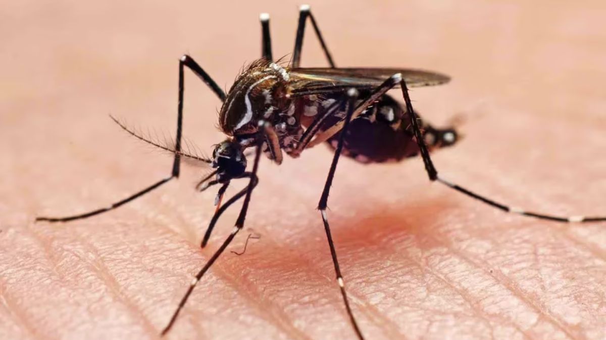 El truco definitivo para eliminar los mosquitos de tu casa