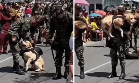 Soldados que desfilaban con perros le hicieron upa porque se estaban quemando las patas Soldados que desfilaban con perros le hicieron upa porque se estaban quemando las patas