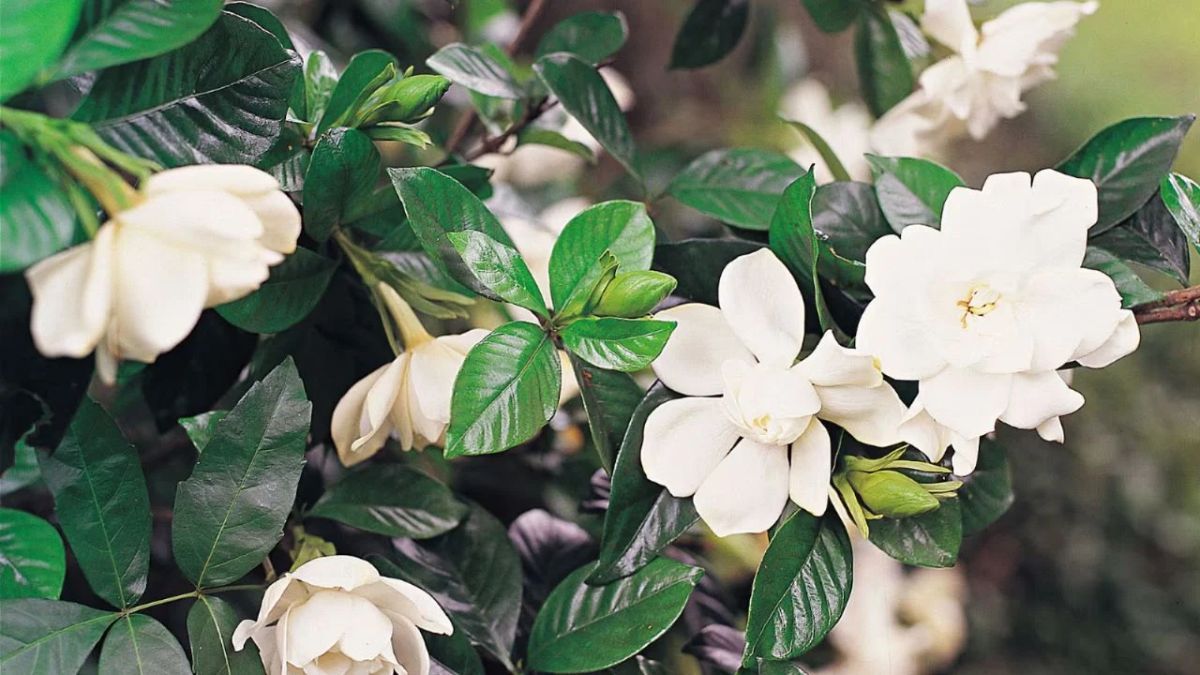 Un jazmín del cabo saludable requiere suelos ácidos y hierro para producir sus características flores blancas y perfumadas.