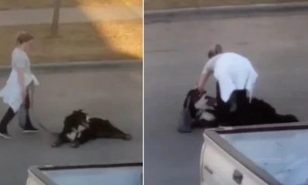 Un perro batalla con su dueña cuando se niega a regresar a casa Un perro batalla con su dueña cuando se niega a regresar a casa