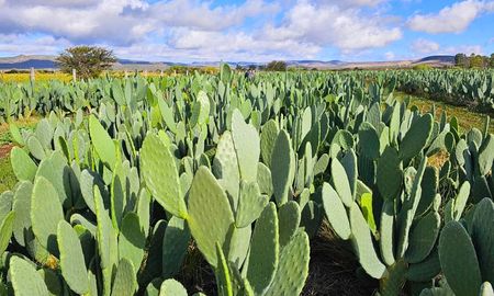 como producir carne donde no llueve: el nopal como forraje estrategico como producir carne donde no llueve: el nopal como forraje estrategico