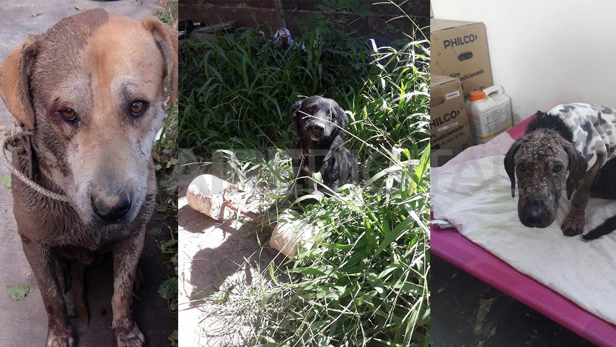 El Instituto de Salud Animal de la Municipalidad recibe constantemente perros abandonados y maltratados. Allí se les brinda atención sanitaria
