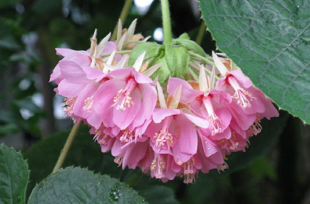 Plantas que perfuman tu casa en invierno