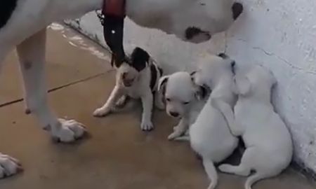 Papá perro reta a sus cachorros y enternece a las redes sociales. Papá perro reta a sus cachorros y enternece a las redes sociales.
