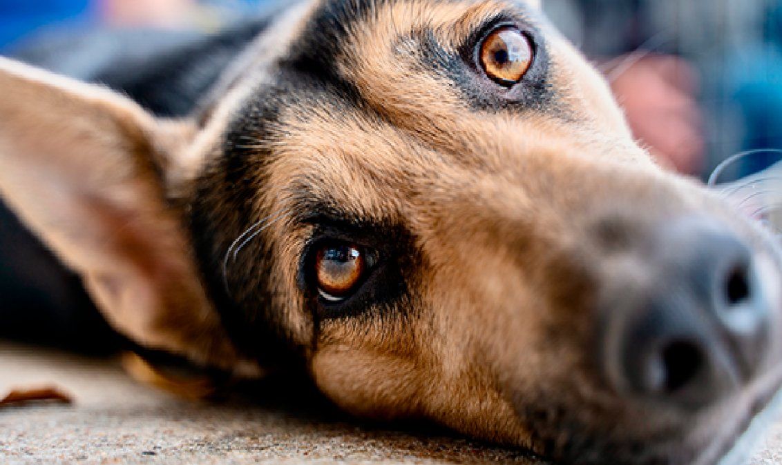 Una ONG que capacita a perros rescatados para dar apoyo emocional
