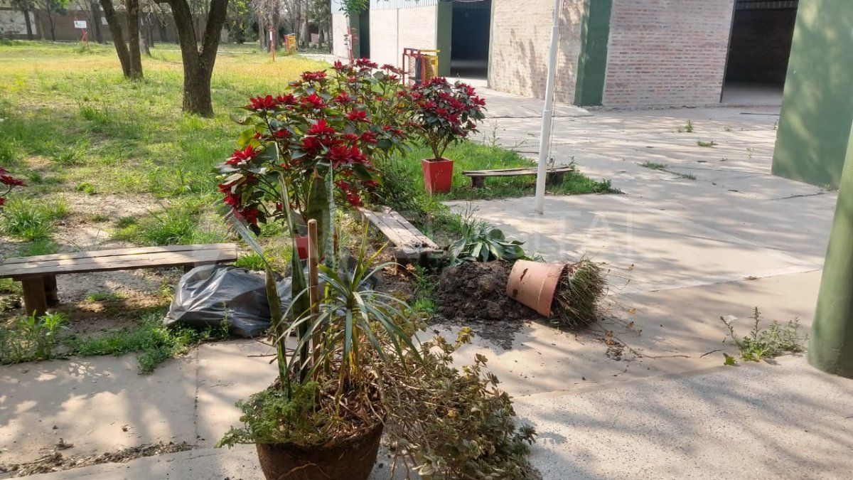 Escuela Beltramino: roban las macetas del patio y las que no se pueden llevar, las destrozan