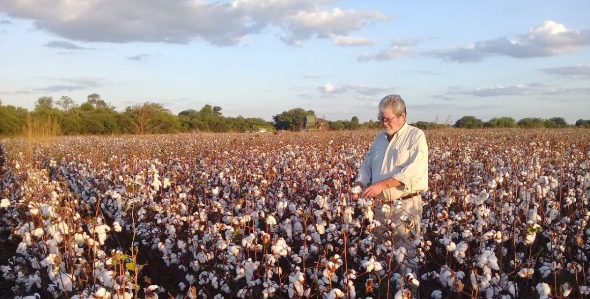 Ernesto Iván cosecha su algodón, pero advirtió que por la crisis sanitaria no tenemos a quien venderle la fibra