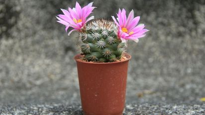 Ni agua ni sol: el ingrediente secreto para que tus cactus se llenen de flores