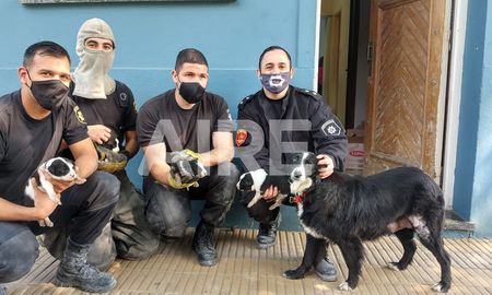 Los cachorritos fueron rescatados de la cañería por los bomberos y un colaborador de la Sociedad Protectora de Animales. visibility Los cachorritos fueron rescatados de la cañería por los bomberos y un colaborador de la Sociedad Protectora de Animales. visibility