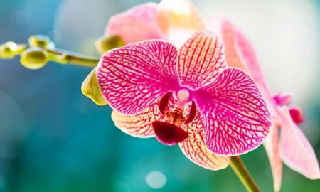 Un abono casero a base de ingredientes simples puede ayudar a fortalecer las raíces y estimular la floración de las orquídeas. Un abono casero a base de ingredientes simples puede ayudar a fortalecer las raíces y estimular la floración de las orquídeas.