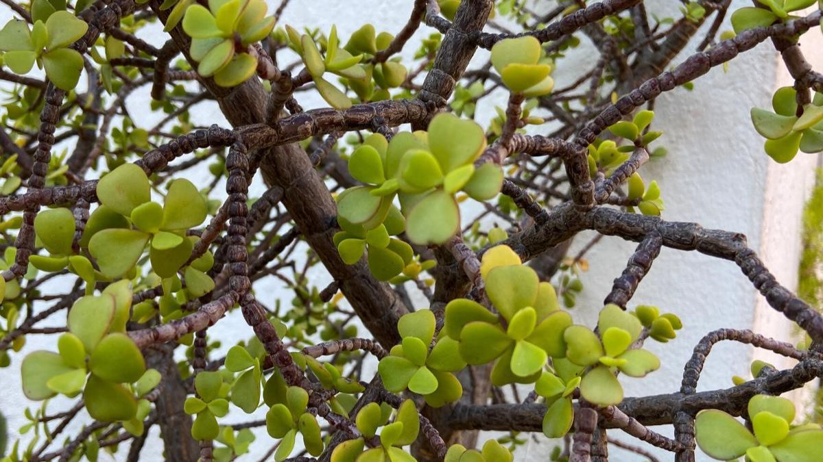 M&aacute;s que una planta, un amuleto. Aprend&eacute; a potenciar la energ&iacute;a positiva de tu &Aacute;rbol de la Abundancia con esta gu&iacute;a esencial del Feng Shui.