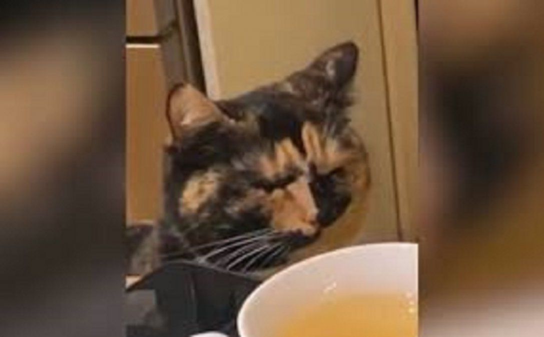 Viral: gato es captado llorando.