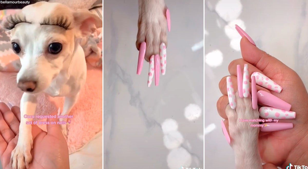 Una influencer le puso uñas postizas a su perro: ¿maltrato animal?&nbsp;