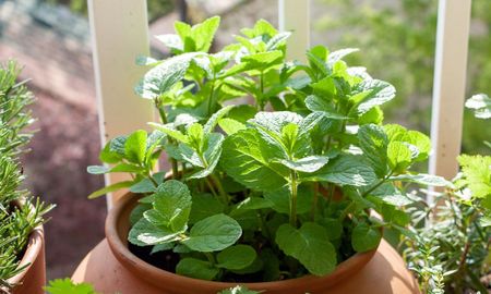 Son ideales para perfumar el jardín y usar en la cocina. Son ideales para perfumar el jardín y usar en la cocina.