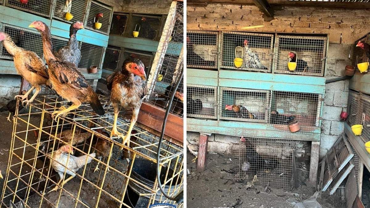 Trasladaron 26 gallos, entre otros elementos de interés para la causa. Trasladaron 26 gallos, entre otros elementos de interés para la causa.
