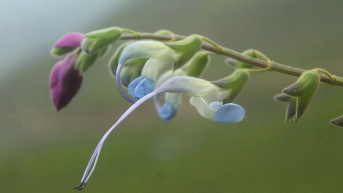 Primer plano de la flor de Salvia messii. Sus característicos pétalos celestes y blancos inspiraron el homenaje botánico al rosarino. Primer plano de la flor de Salvia messii. Sus característicos pétalos celestes y blancos inspiraron el homenaje botánico al rosarino.