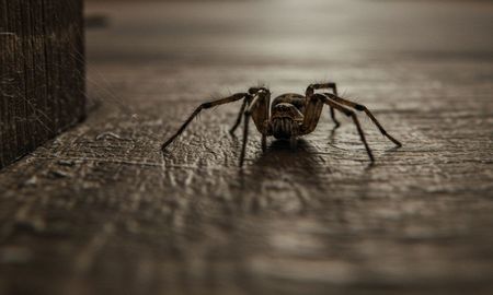 Es muy común encontrar una araña en la habitación. Es muy común encontrar una araña en la habitación.