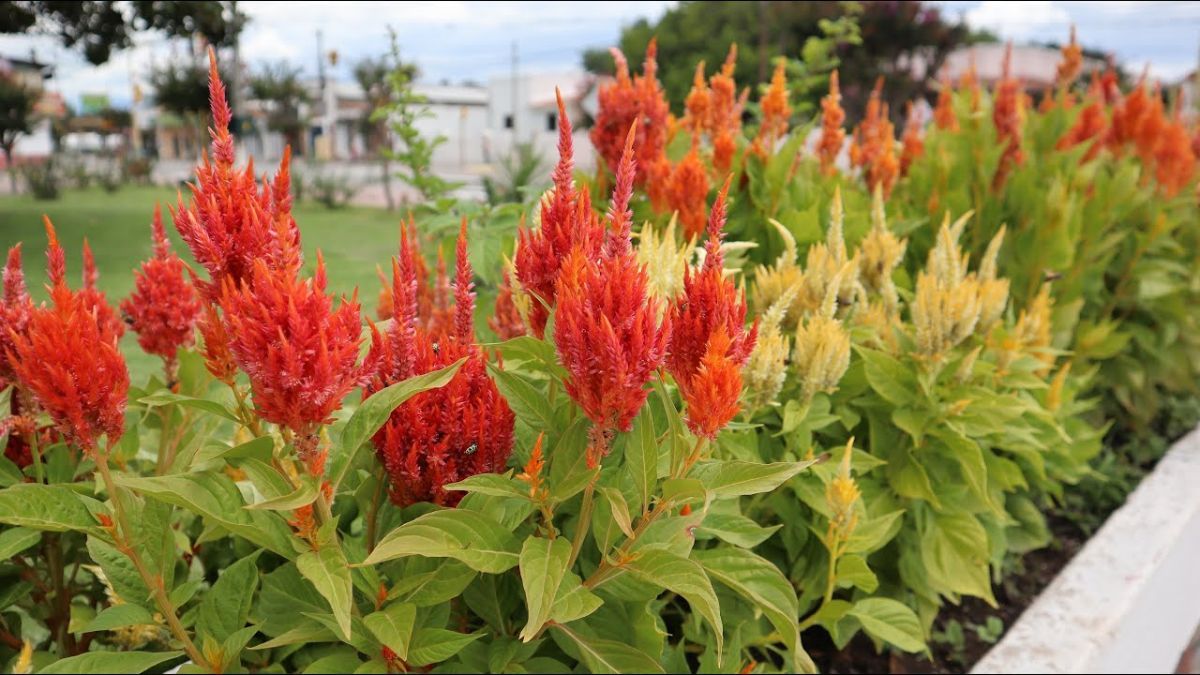 La celosia aporta espigas vibrantes y se mantiene firme bajo el calor intenso.