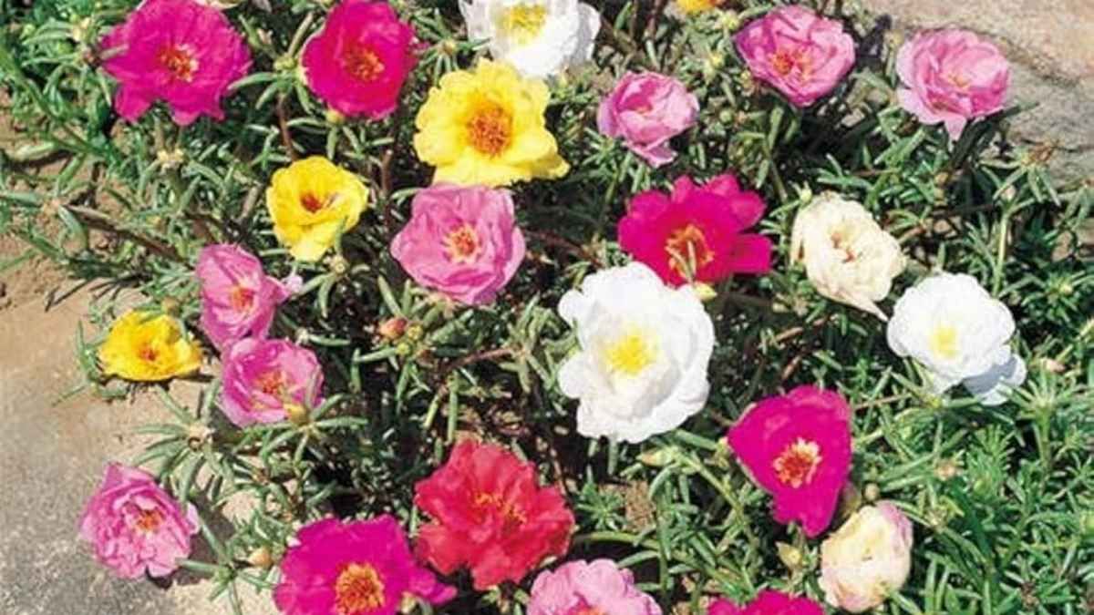 Esta es una planta ideal para balcones soleados y riegos muy espaciados.