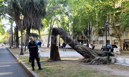 Rosario, consternada por la extraña y abrupta muerte de una palmera. Rosario, consternada por la extraña y abrupta muerte de una palmera.