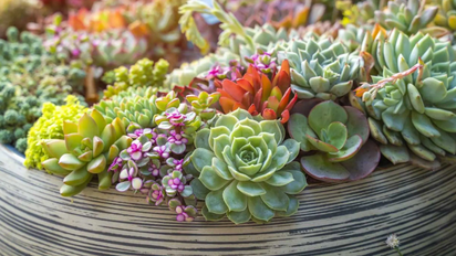 Curiosidades sobre la echeveria, la reina de las suculentas