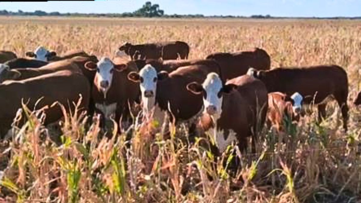 Lote con maíz temprano; con daños por déficit hídrico, pastoreado por animales, por futuro bajo rendimiento, en el centro norte del departamento General Obligado. Foto: SEA