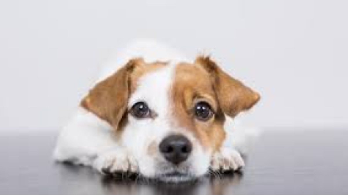 Dejar que los perros cuiden tu salud puede resultar una gran idea: una nueva investigación refuerza la asociación entre tener un perro y una vida más larga.