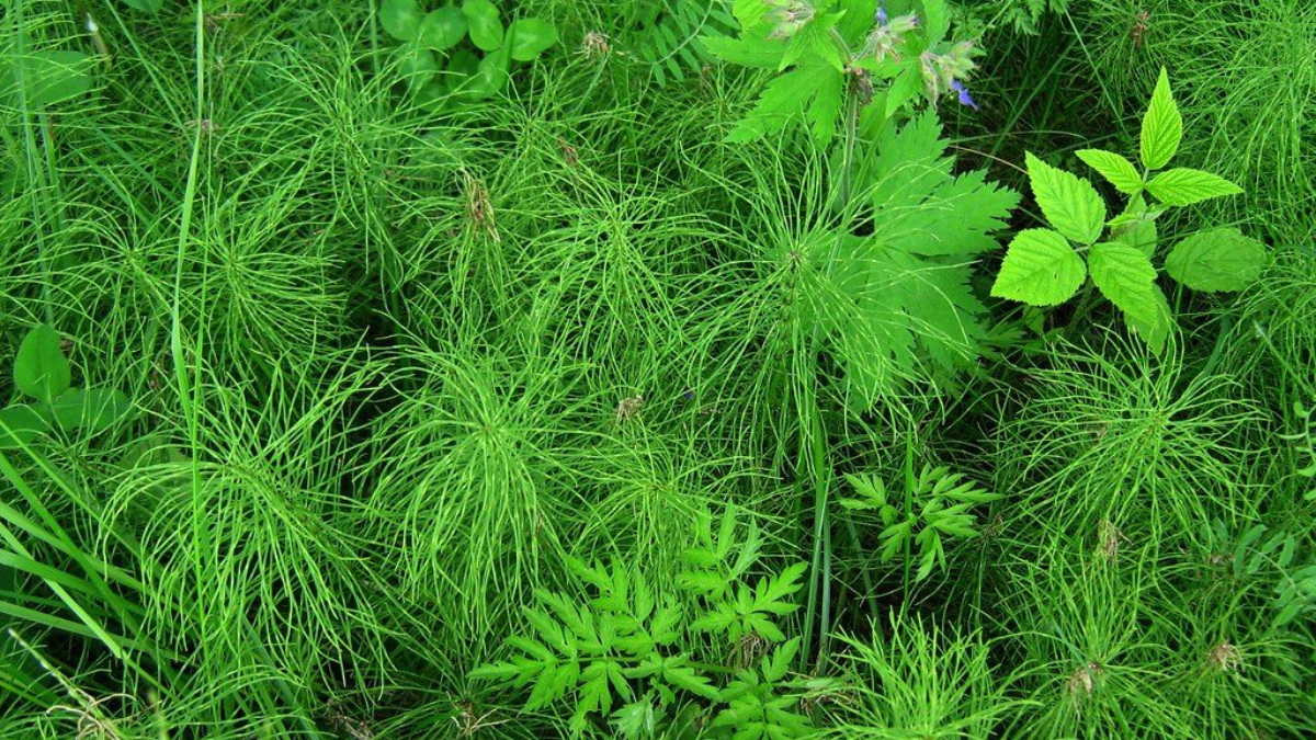 El tallo prehistórico que resistió cinco extinciones masivas en la Tierra.