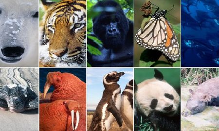 La situación actual del sistema animal es alarmante La situación actual del sistema animal es alarmante
