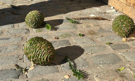 Vecinos de barrio Roma en alerta por piñas del tamaño de un melón que caen de pinos de 12 metros Vecinos de barrio Roma en alerta por piñas del tamaño de un melón que caen de pinos de 12 metros