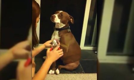 un perro finge desmayarse porque no quiere que le corten las unas un perro finge desmayarse porque no quiere que le corten las unas