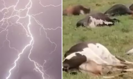 Un hombre murió junto a sus 34 vacas luego de ser impactados por un rayo. Un hombre murió junto a sus 34 vacas luego de ser impactados por un rayo.