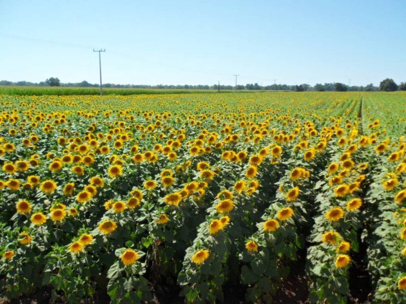 Hasta el momento se han sembrado 76.900 hectáreas de girasol, lo que representa el 58% de la superficie estimada previamente con un total previsto de 132.600 hectáreas. Hasta el momento se han sembrado 76.900 hectáreas de girasol, lo que representa el 58% de la superficie estimada previamente con un total previsto de 132.600 hectáreas.