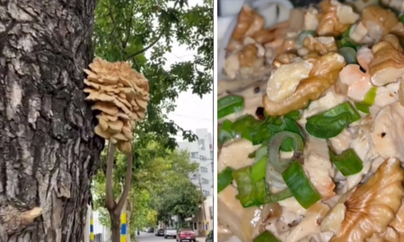 Una joven cocinó un hongo que encontró en un árbol y fue muy criticada en redes. Una joven cocinó un hongo que encontró en un árbol y fue muy criticada en redes.