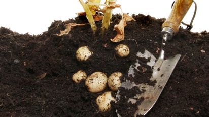 Para qué sirve enterrar una papa en la maceta de tus plantas en verano