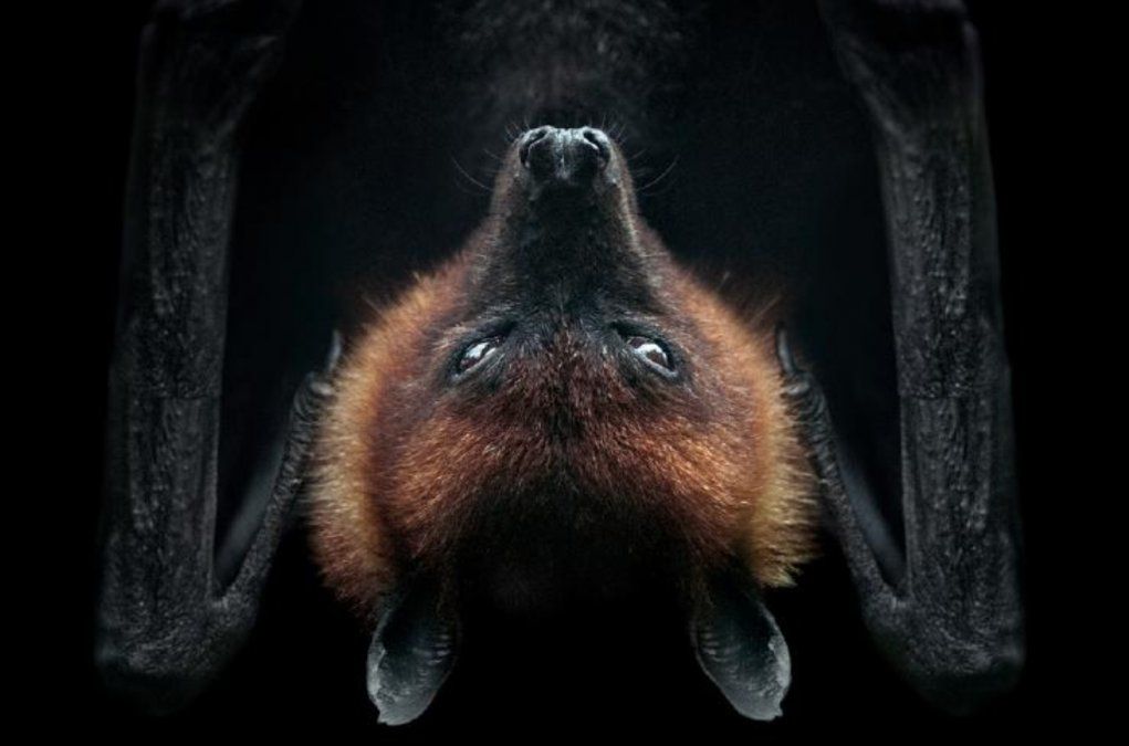 El murci&eacute;lago m&aacute;s grande del mundo en peligro de extinci&oacute;n.