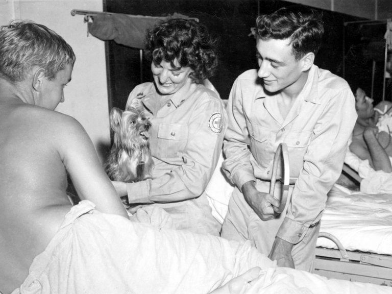 El perro en el hospital junto a una enfermera y los soldados. 