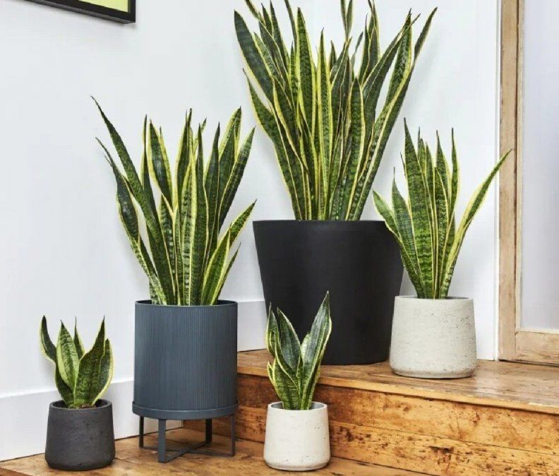 5 curiosidades que tenés que saber sobre la sansevieria