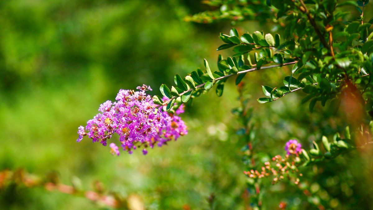 Este peque&ntilde;o &aacute;rbol produce abundantes racimos de flores durante el verano y puede cultivarse en macetas grandes.