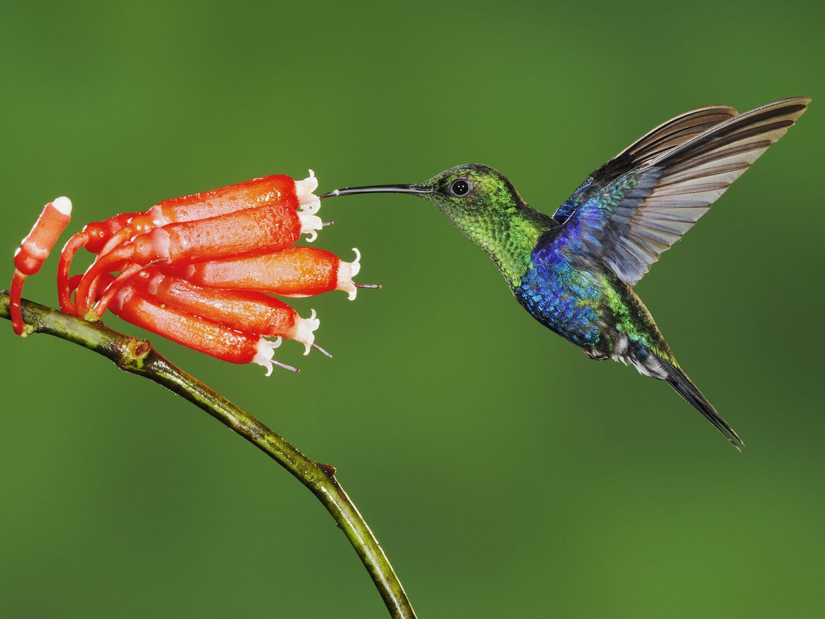 Al ser considerado animal de buena suerte, el colibrí ha sido cazado para ser usado como amuleto.