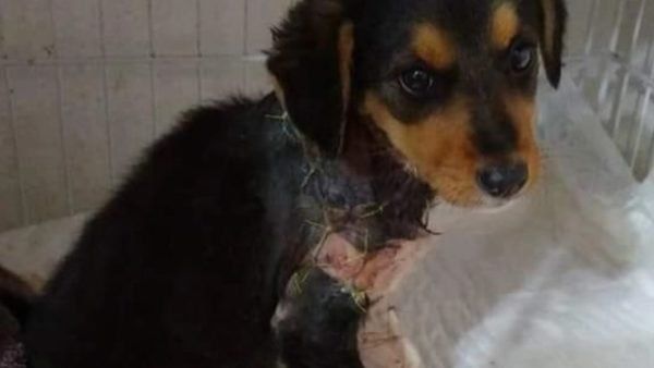 Piden ayuda para Angelita, una perrita que fue salvajemente despellejada