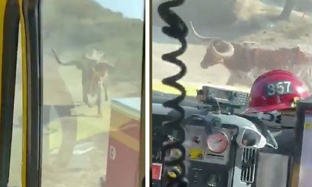 video: asi persiguio un toro a los bomberos que apagaban incendios forestales en california video: asi persiguio un toro a los bomberos que apagaban incendios forestales en california