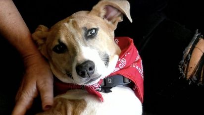 Arturo, el perro de Gran Hermano 2023, podría abandonar la casa este domingo: los motivos