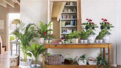 Errores que cometemos en el cuidado de las plantas sin saberlo