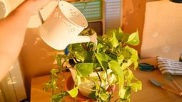 altText(Cada cuánto hay que regar el potus en otoño para que se mantenga saludable)}