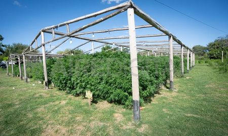 El vivero narco fue desmantelado en febrero de 2024 El vivero narco fue desmantelado en febrero de 2024