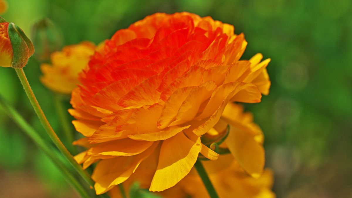 Con buena luz y un suelo bien drenado, la planta puede ofrecer una floración abundante en jardines y macetas. Con buena luz y un suelo bien drenado, la planta puede ofrecer una floración abundante en jardines y macetas.