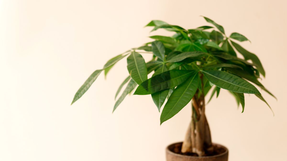 La Pachira aquatical purifica el aire y genera una sensaci&oacute;n inmediata de bienestar.