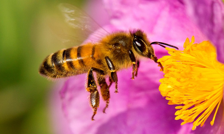 Qué significa que una abeja esté en el patio de tu casa y qué tiene de positivo. Qué significa que una abeja esté en el patio de tu casa y qué tiene de positivo.